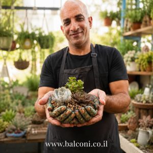 עציץ בטון מעוצב דגם "כפות ידיים מחבקות" כולל שלושה סוקולנטים שונים